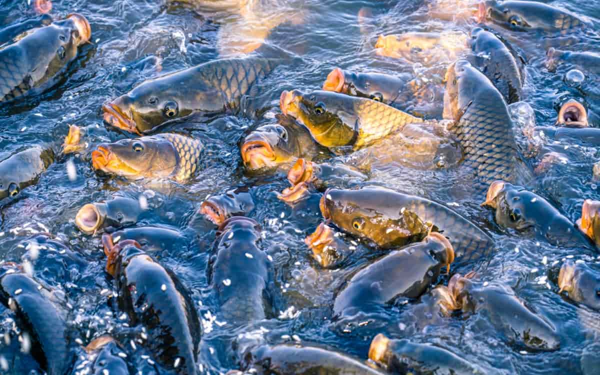 Freshwater Fish Culture
