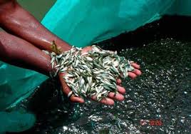 Fish Seed Production