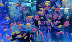 Culture of Ornamental Fishes