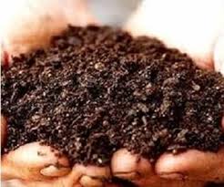 Production of Biofertilizer