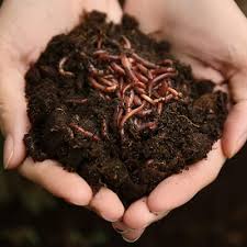 Vermi compost Production