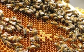 Honey bees Culture