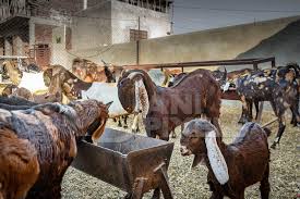 Goat Farming