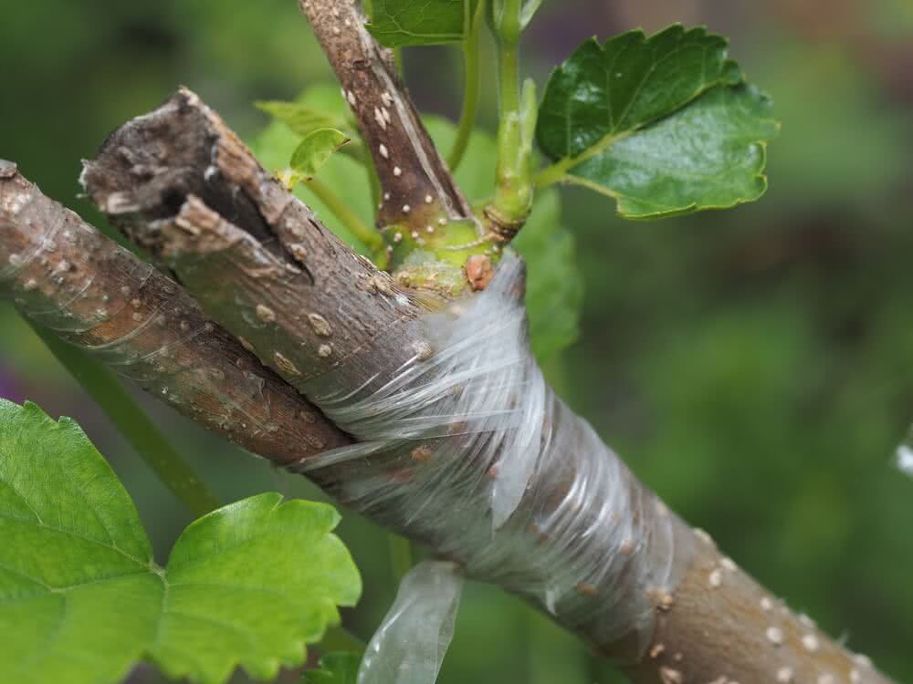 Plants  Nursery and grafting techniques