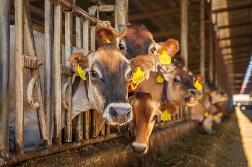 Dairy Production