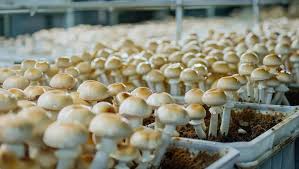 Mashroom Culture